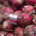 Hot sale 2019 harvest quality Chinese vegetable hybrid red onion seeds